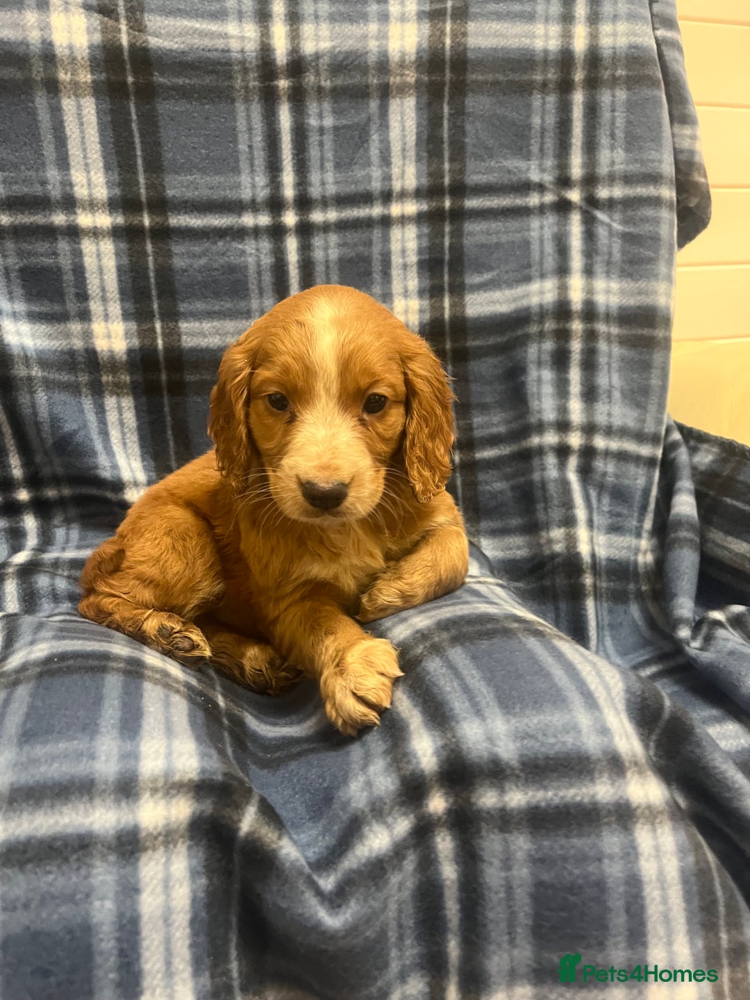 Cocker Spaniel dogs for sale: Stunning Cocker Spaniel Puppies - Advert 16