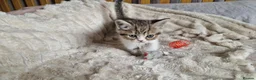 Exotic cats for sale: 4 beautiful exotic x kittens - Advert 15