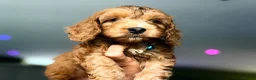 Cockapoo dogs for sale: F1 Cute Fluffy Pups ready to Go Home  - Advert 20