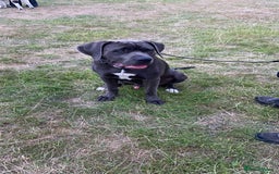 Presa Canario dogs for stud: Mr Sox  - Image 4