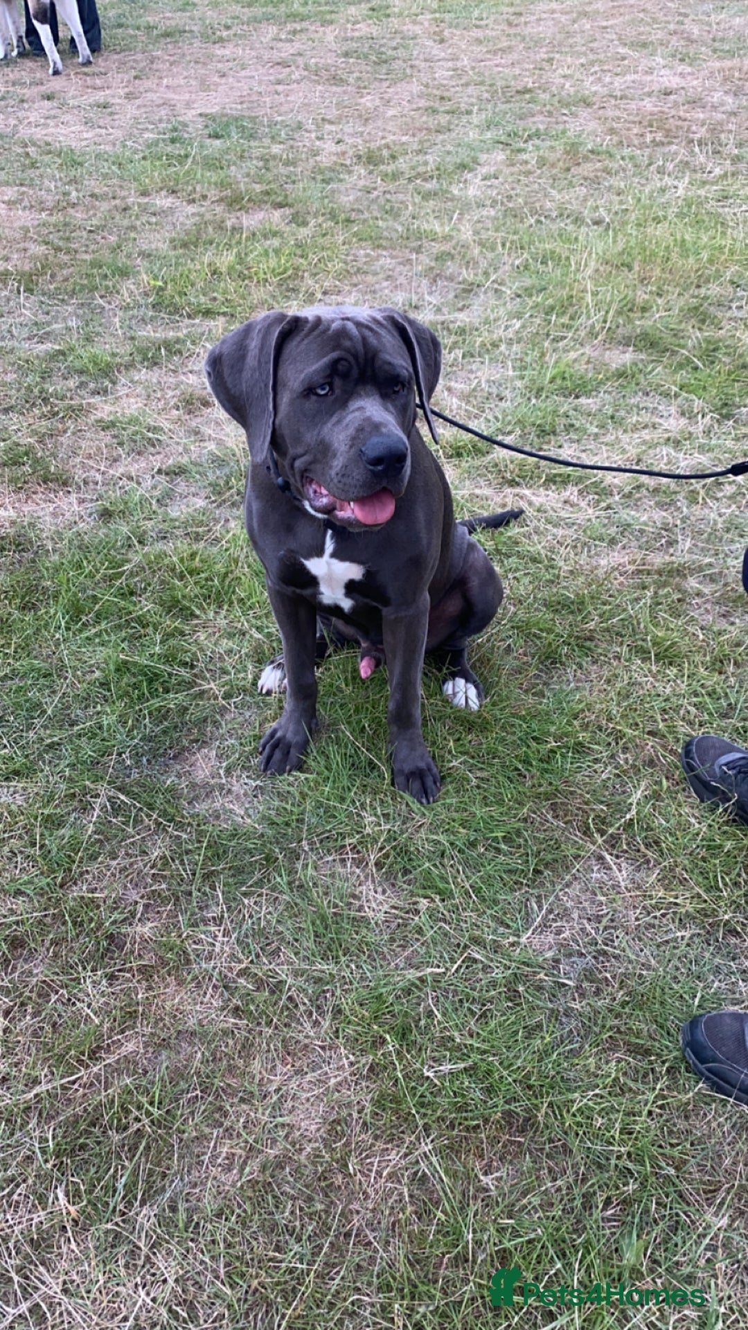 Presa Canario dogs for stud: Mr Sox  - Image 4