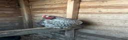 Chickens poultry for sale: 2x Cockerel’s for FREE in Buxton - Advert 3