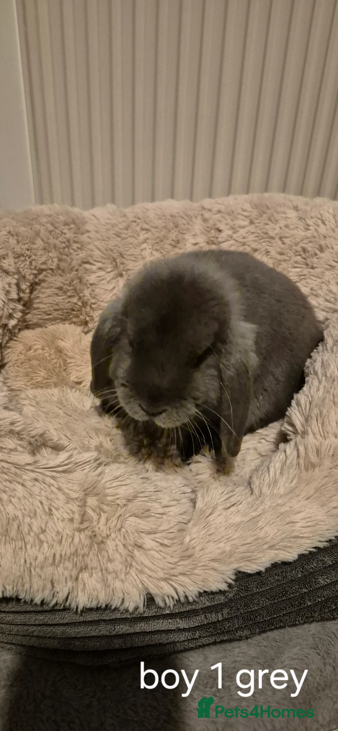 Mixed Breed rabbits for sale: 10 week old rabbits - Advert 3