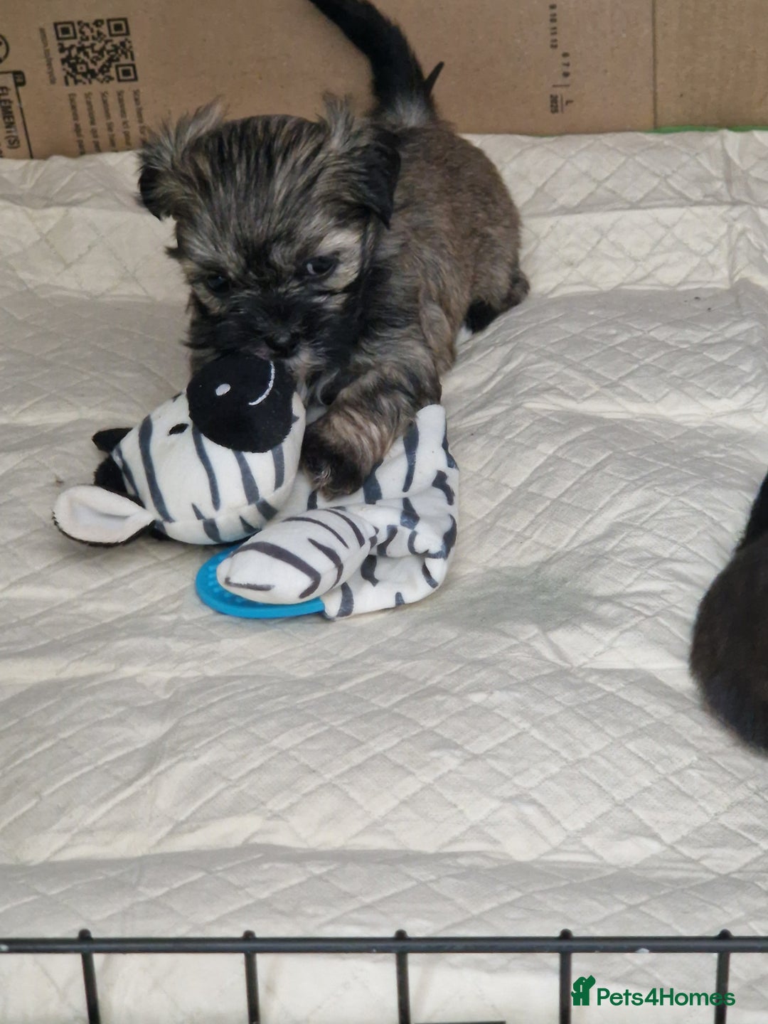 Malshi dogs for sale: Beautiful malshi puppies  - Image 19