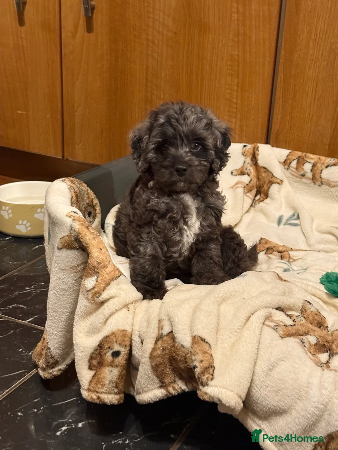 Cavapoo dogs for sale: 5 pups for sale - Advert 25