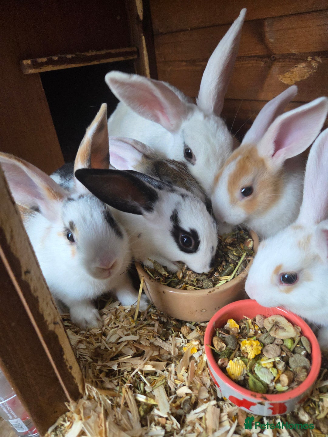New Zealand rabbits for sale: New Zealand rabbit - Image 4