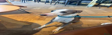 Whippet 1