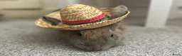 Lionhead rabbits for sale: Bowser the lion hesd in Huntingdon - Advert 3