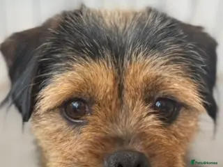 Mixed Breed dogs Beautiful shihpoo puppies - Advert 10