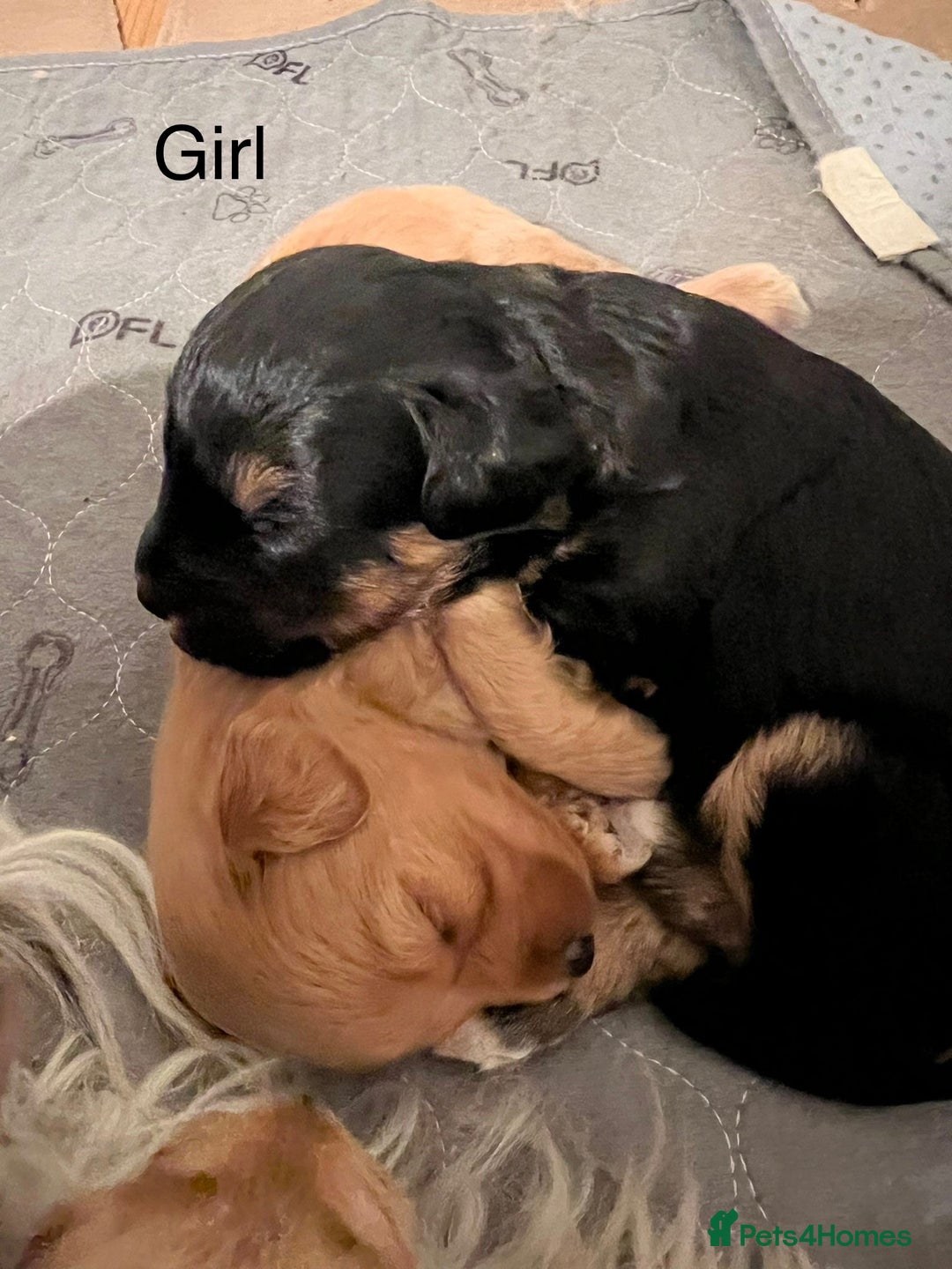 Schnoodle dogs for sale: Gorgeous American Toy Schnoodle Puppies For Sale - Advert 1