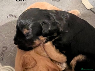 Schnoodle dogs Gorgeous American Toy Schnoodle Puppies For Sale - Advert 2