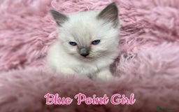 Ragdoll cats for sale: Purebred Ragdoll Kittens 😻😻 - Image 8