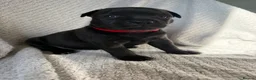 Staffordshire Bull Terrier dogs for sale: KC REGISTERED STAFFORDSHIRE BULL TERRIERS  - Advert 38