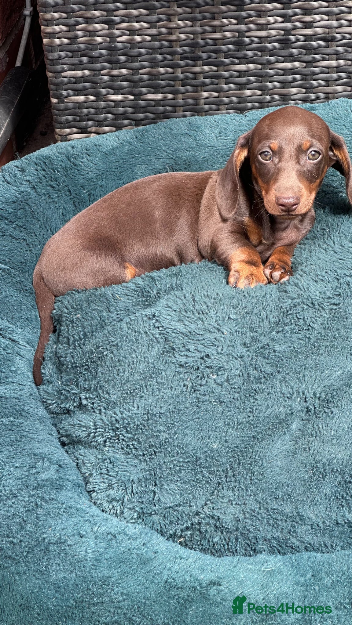 Miniature Dachshund dogs Miniature Kc registered Pra clear - Advert 17