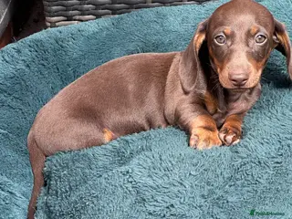 Miniature Dachshund dogs Miniature Kc registered Pra clear - Advert 17