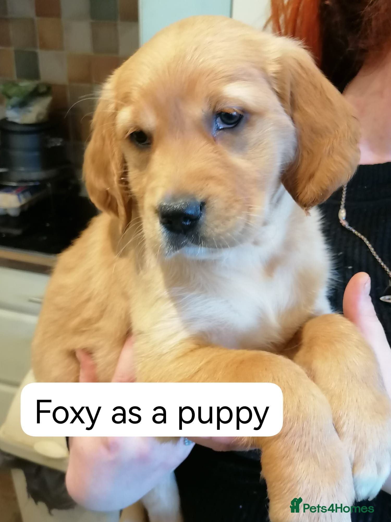 Golden Retriever dogs Stunning KC registered dark puppies - Advert 2