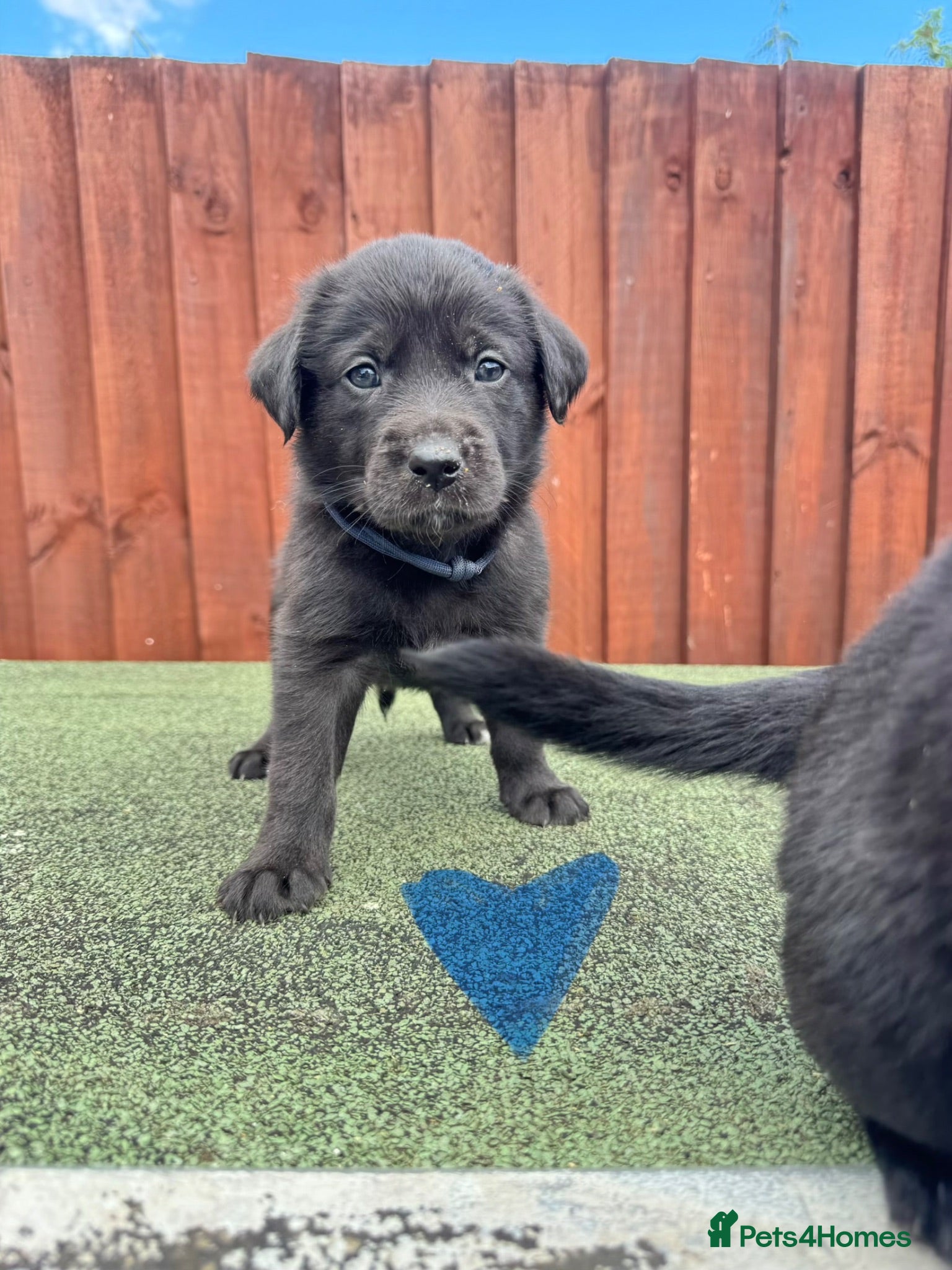 Borador dogs Last 2 lab x collies left  - Advert 13