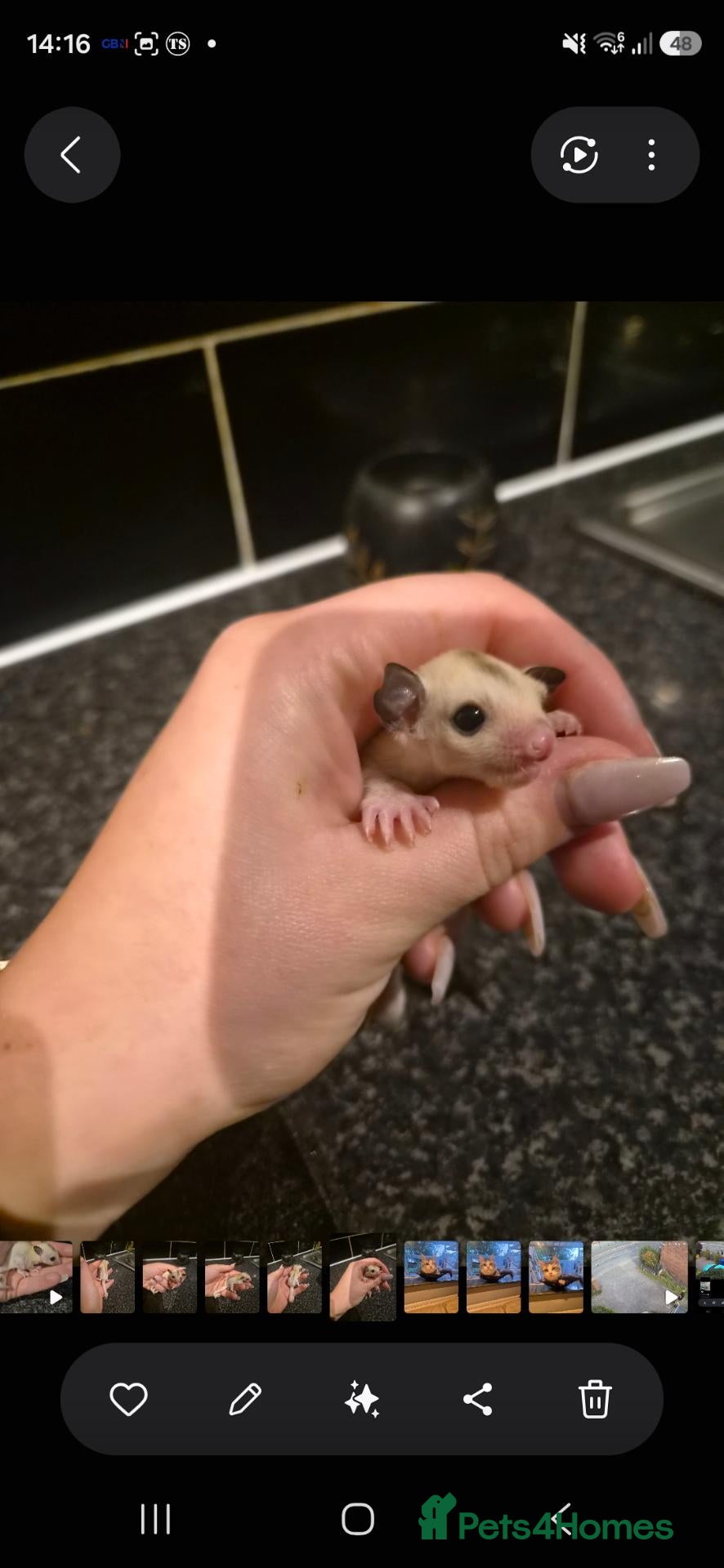 Sugar Glider rodents Sugar glider Joeys for sale!  - Advert 7