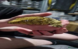 Gecko reptiles for sale: Leachianus gecko female - Image 1
