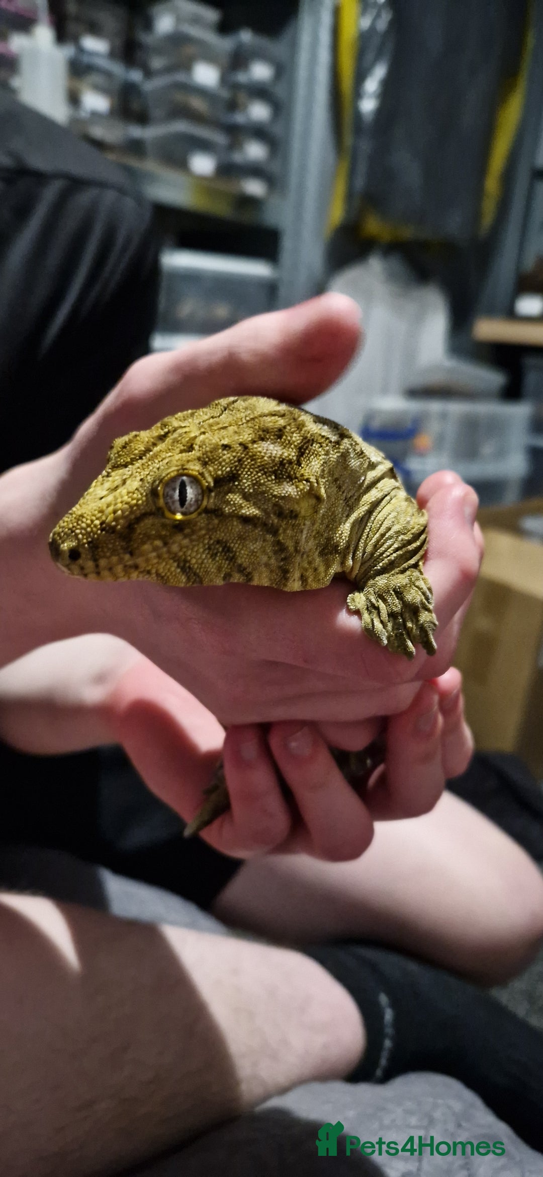 Gecko reptiles for sale: Leachianus gecko female - Image 1