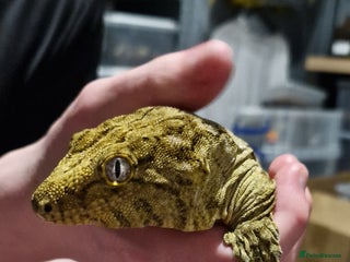 Gecko reptiles - Advert 28