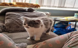 British Longhair cats for stud: British Longhair  in Holywell - Image 8