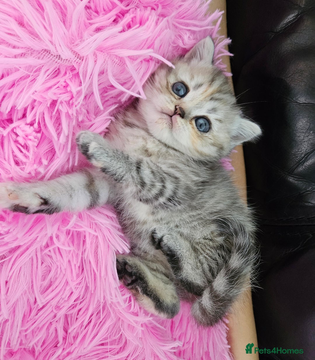 Scottish Fold cats for sale: Bundle of 11 Scottish fold Straight Ears Kittens - Image 26