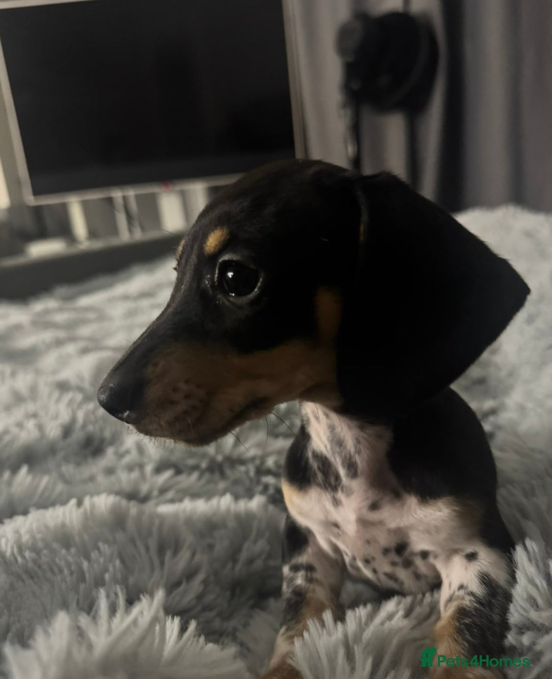 Miniature Dachshund dogs for sale: Four beautiful miniature dachshund girls - Advert 25