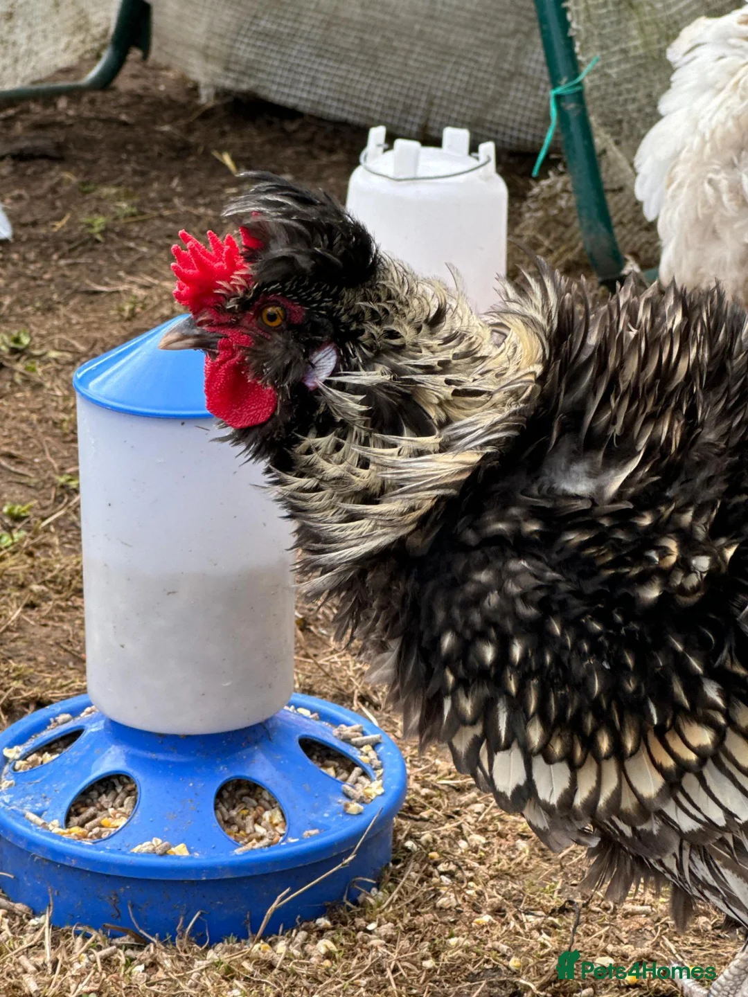 Chickens poultry for sale: Beautiful Polish Frizzle Cockerel 🐓 in Ashbourne - Advert 2
