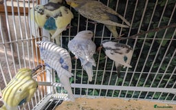 Budgerigars birds for sale: Baby budgies and starter cage  - Image 10