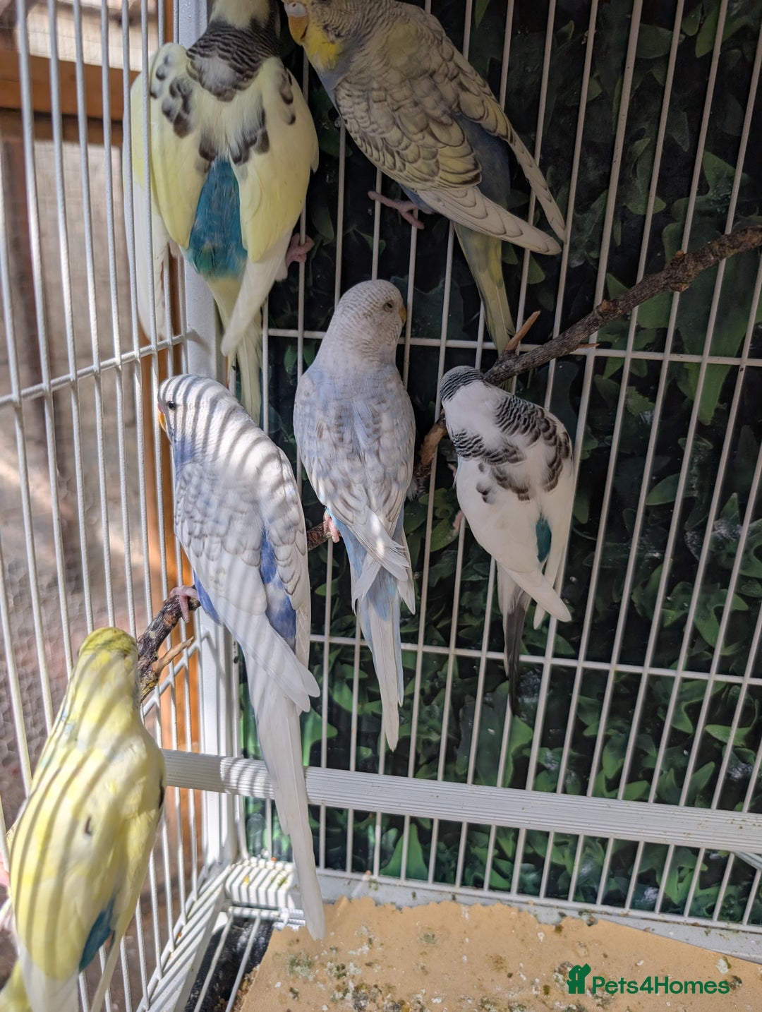 Budgerigars birds for sale: Baby budgies and starter cage  - Image 10