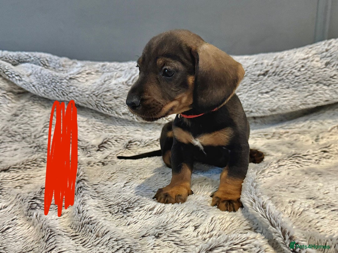 Dachshund dogs for sale: wirehaired dachshunds (teckels) - Image 11