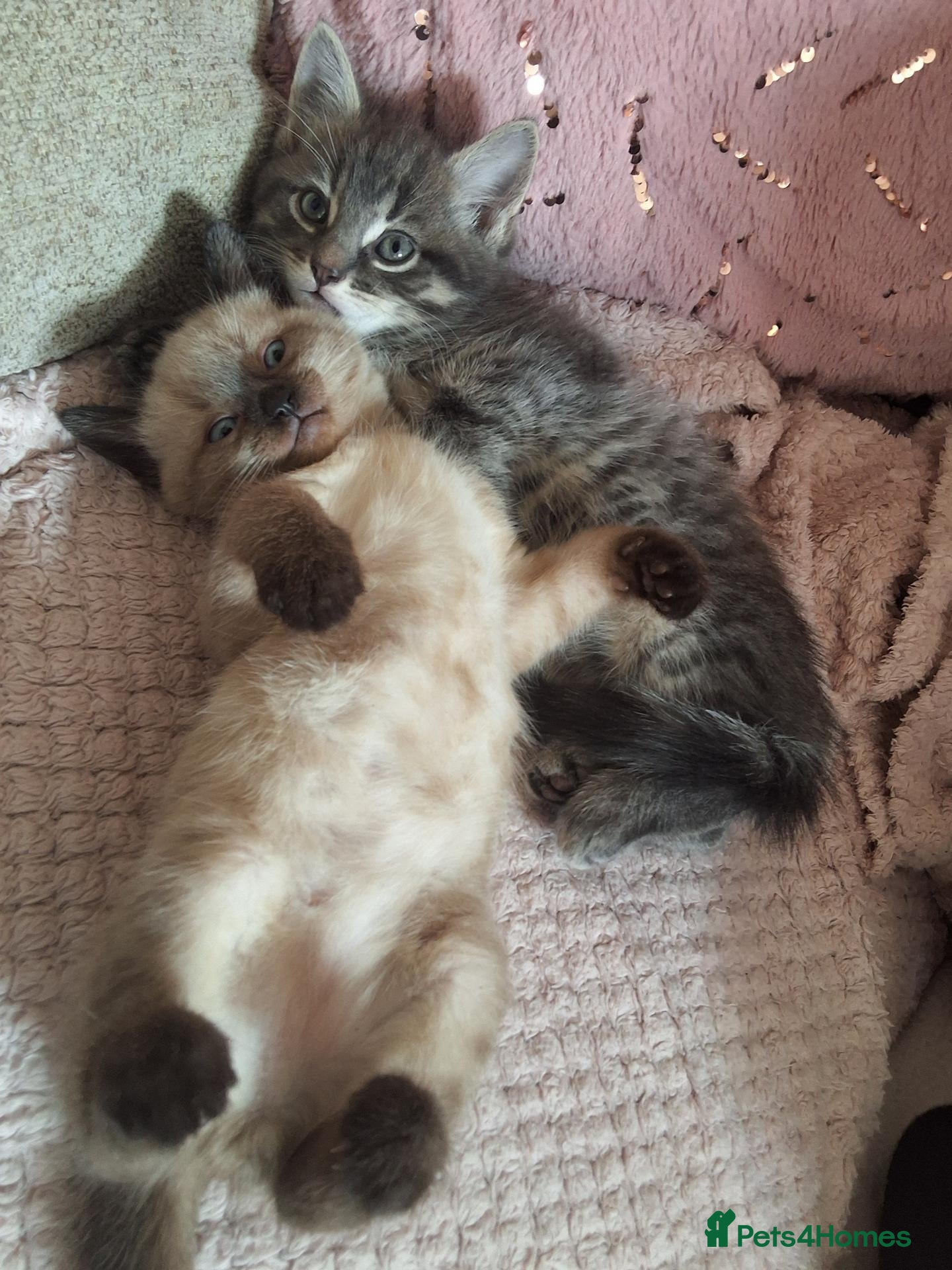 Mixed Breed cats Half forest cat kittens  - Advert 7