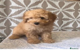Cavapoo dogs for sale: F1B CAVAPOO PUPPIES  - Image 4