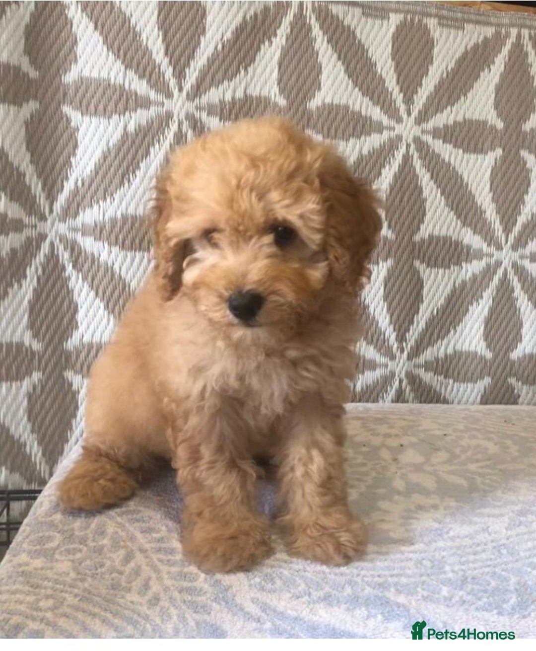 Cavapoo dogs for sale: F1B CAVAPOO PUPPIES  - Image 4
