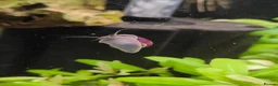 Snails fish for sale: Mystery Snails - Advert 8