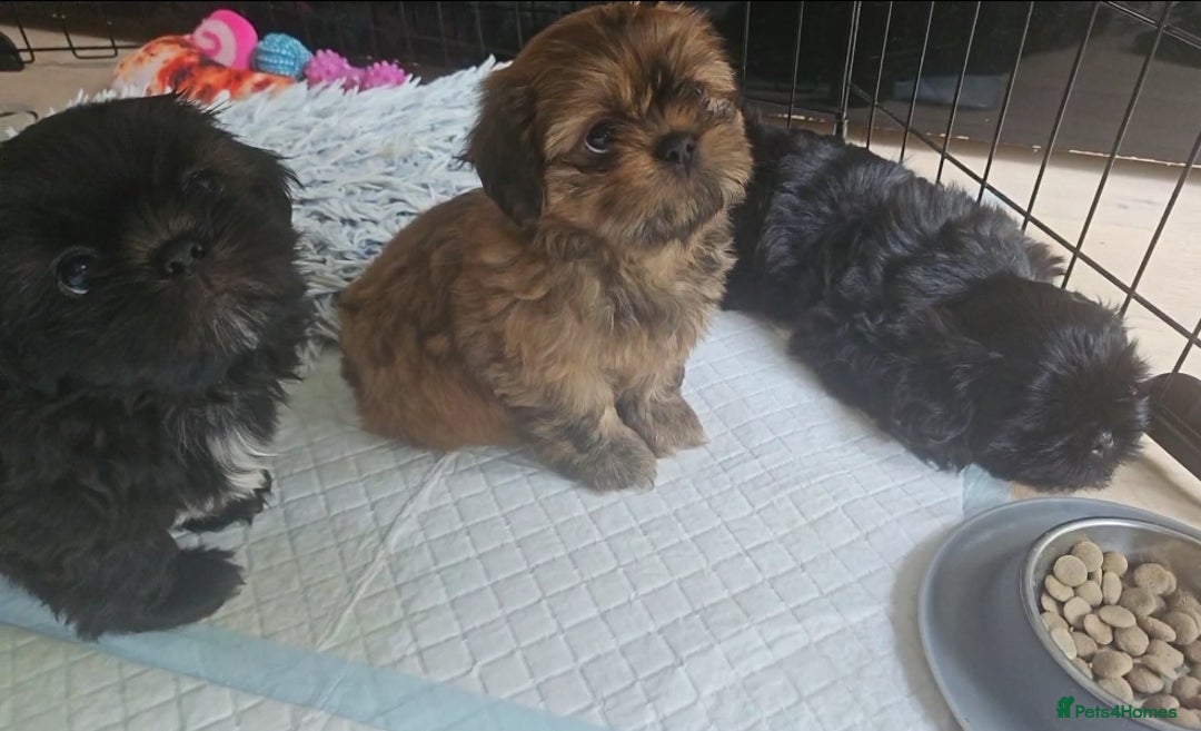 Shih Tzu dogs for sale: Imperial Shih tzu Pupps💙 Ready to leave!  - Image 14