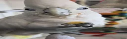 Cockatoo birds for sale: 2 year old male umbrella cockatoo  in Cardiff - Advert 3