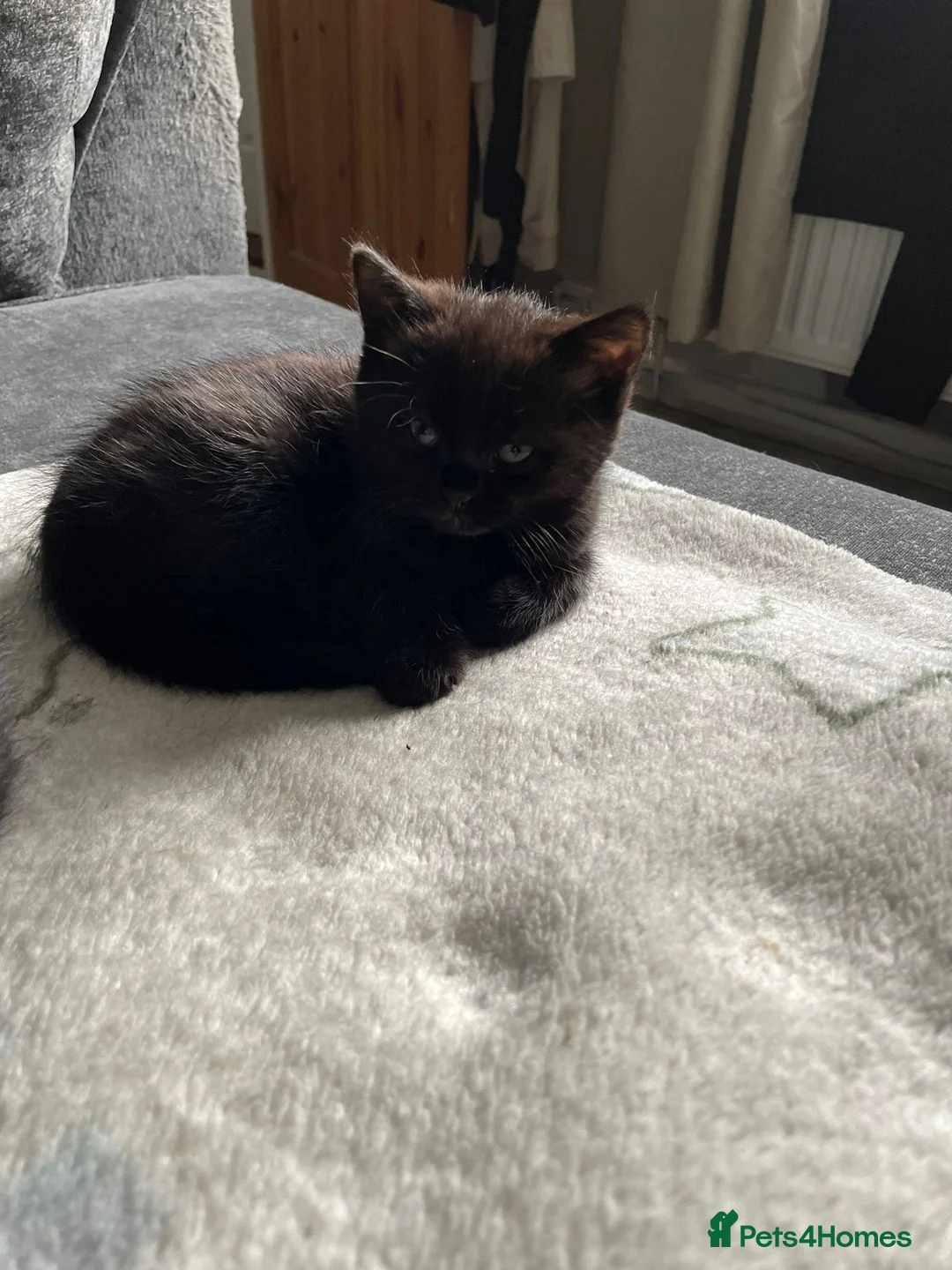 Mixed Breed cats for sale: X3 British Shorthair x Tabby kittens - Advert 6