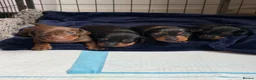 Miniature Dachshund dogs for sale: ⭐️1 KC Miniature Dachshund available (Male) - Advert 9