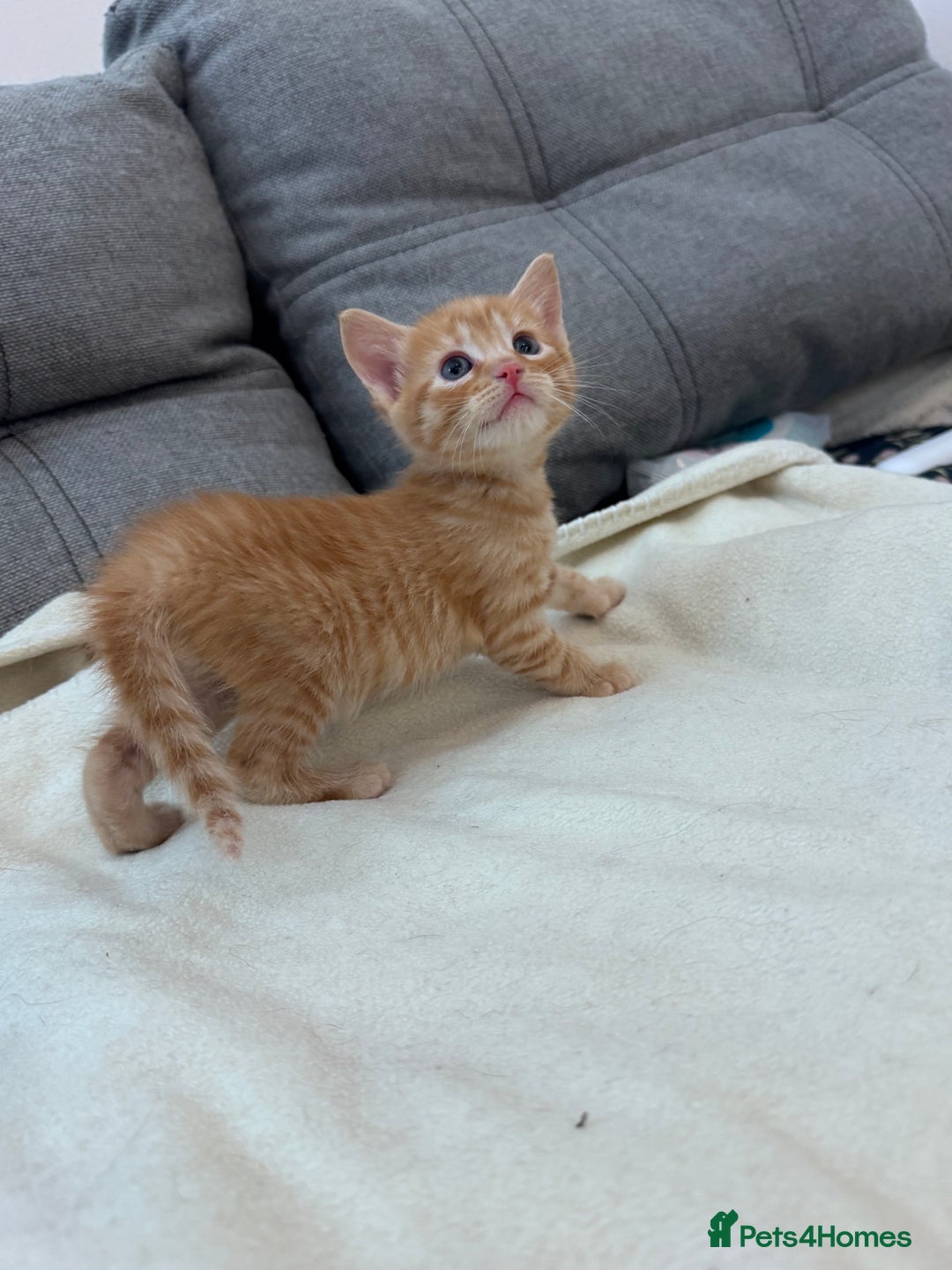 Mixed Breed cats for sale: Beautiful kittens looking new home 🐱🧡 - Advert 16