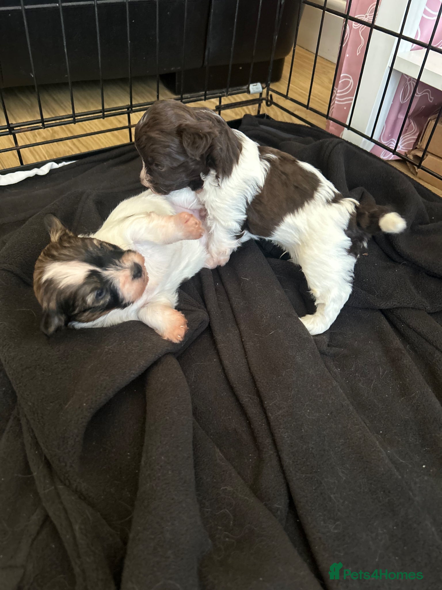 Havanese dogs Beautiful KC Registered Havanese Puppies - Advert 2