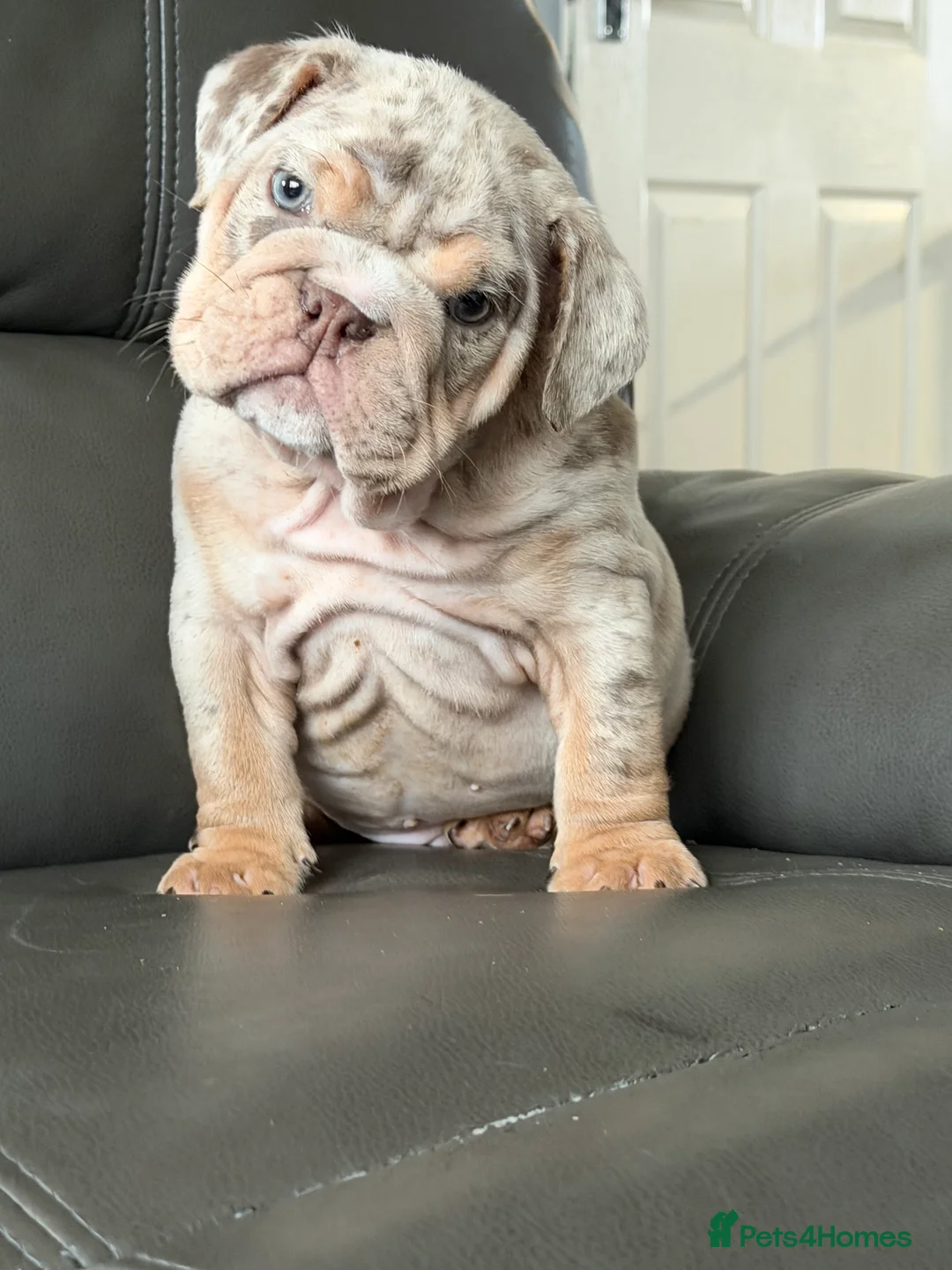 English Bulldog dogs for sale: ENGLISH BULLDOG PUPs FOR SALE🖤 - Advert 2