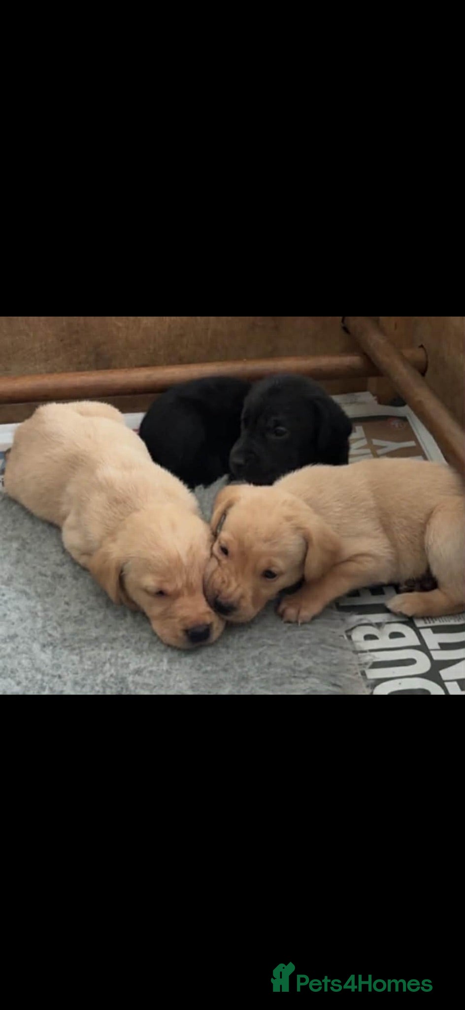 Labrador Retriever dogs Beautiful litter of KC registered Labrador Pups - Advert 2
