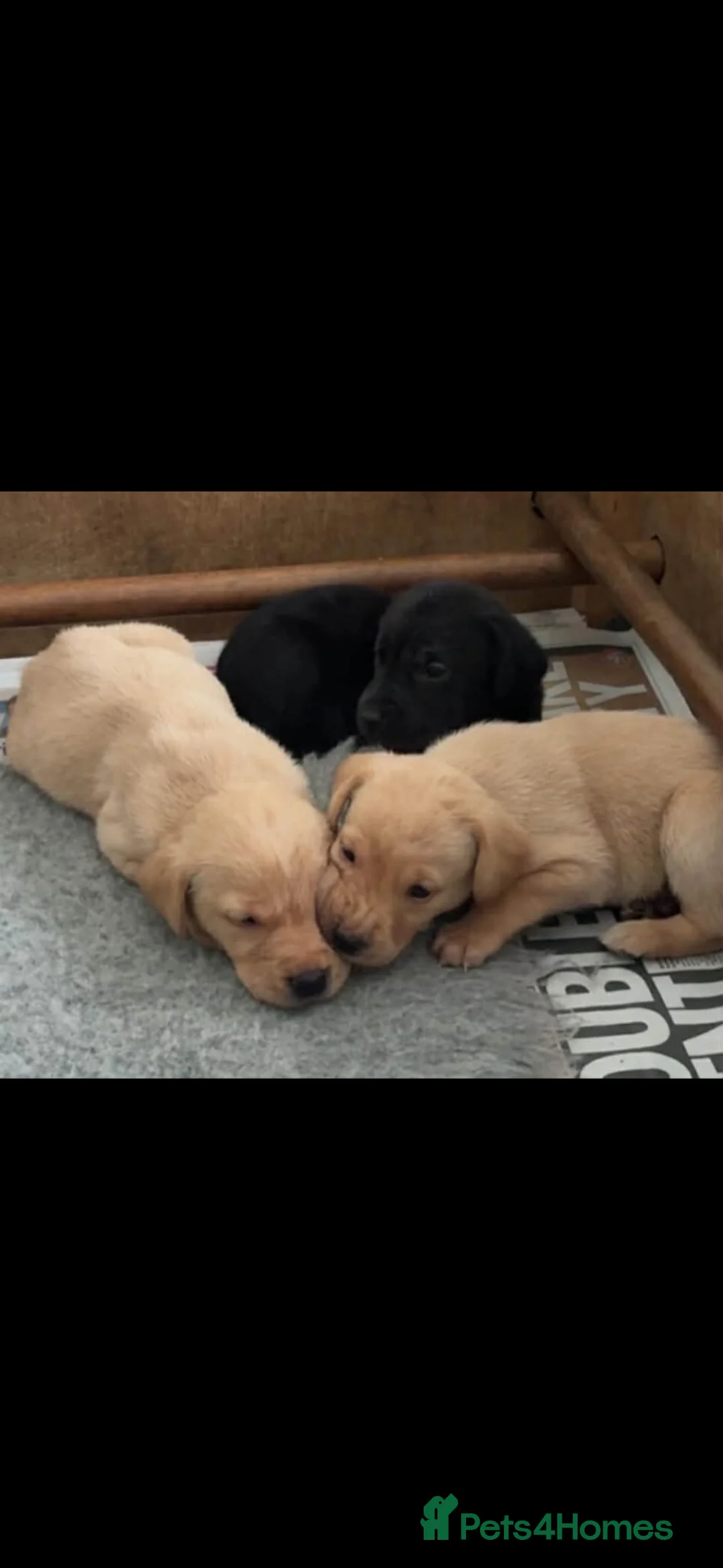 Labrador Retriever dogs for sale: Beautiful litter of KC registered Labrador Pups - Advert 2