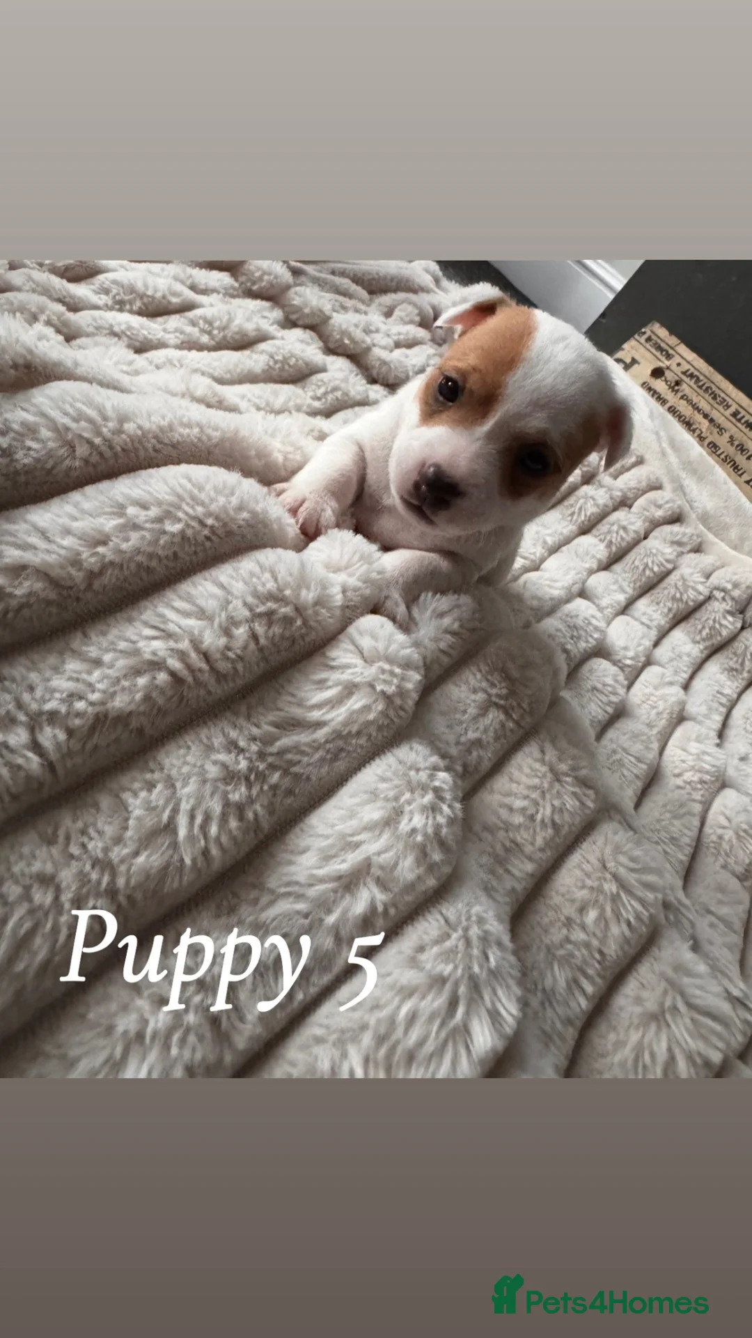 Jack Russell dogs for sale: Jack Russell puppies  in Rotherham - Advert 10