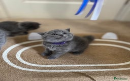 British Shorthair cats for sale: British Shorthair Blue Kittens - Image 5