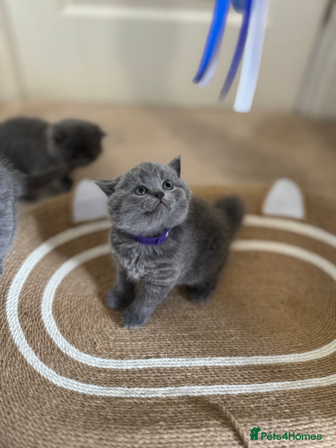 British Shorthair cats for sale: British Shorthair Blue Kittens - Image 5