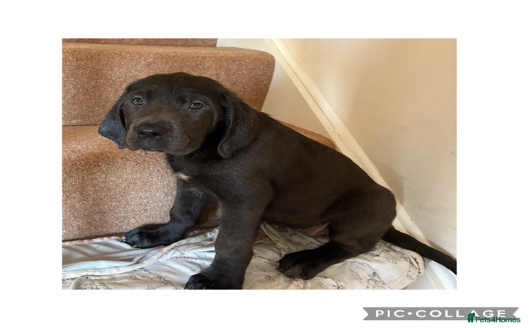 Cane Corso dogs - Advert 1