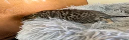 Bengal cats for sale: Beautiful half Bengal kittens - Advert 7